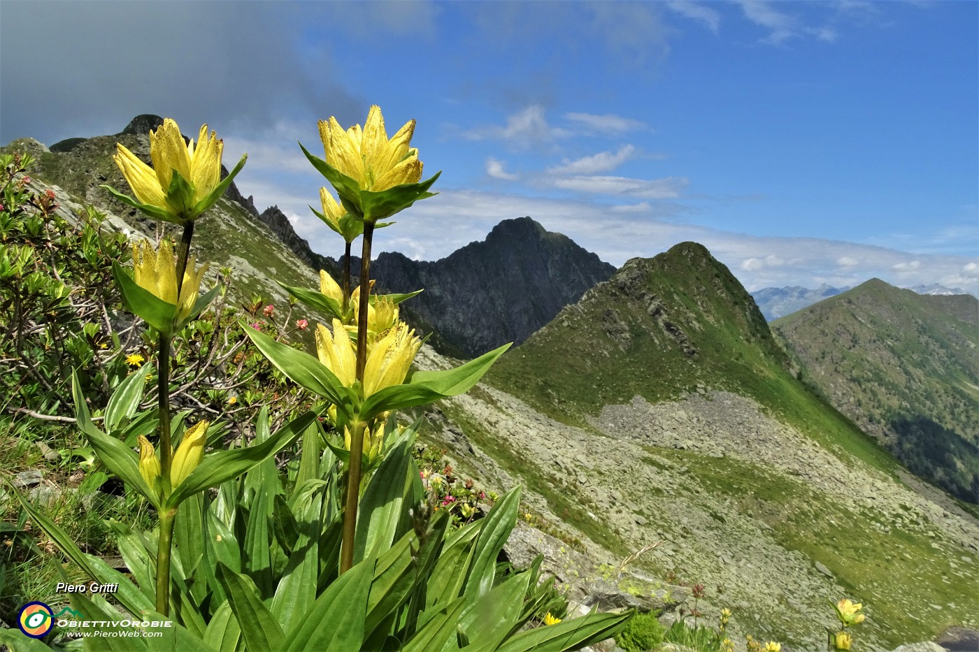 45 Genziana puntata (Gentiana punctata) per il Pizzo del Vento.JPG